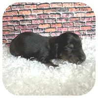 Jetta ... AKC, a female Miniature Dachshund for sale in Smithville, TN – Photo 4 of 9