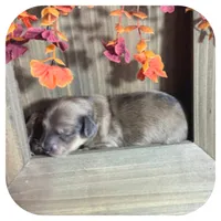Trip ... AKC, a male Miniature Dachshund for sale in Smithville, TN – 4 of 10