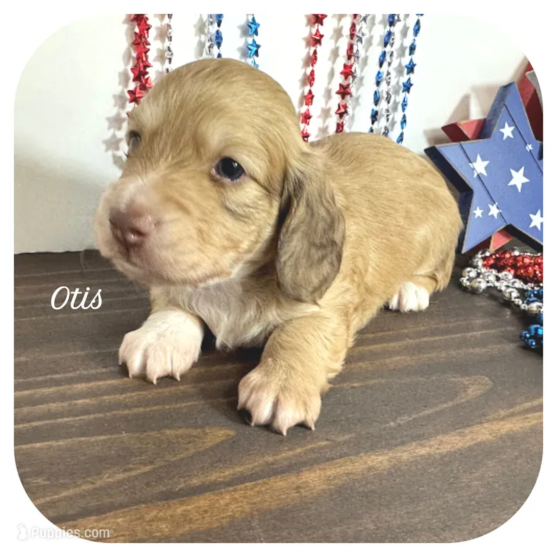 Otis ... AKC – Miniature Dachshund puppy for sale in Smithville, TN