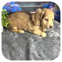 Kazoo ... AKC, a male Miniature Dachshund for sale in Smithville, TN – 6 of 10