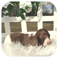 Irex ... AKC, a male Miniature Dachshund for sale in Smithville, TN – Photo 5 of 10