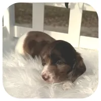 Irex ... AKC, a male Miniature Dachshund for sale in Smithville, TN – Photo 8 of 10