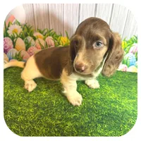 Irex ... AKC, a male Miniature Dachshund for sale in Smithville, TN – Photo 6 of 8