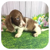 Irex ... AKC, a male Miniature Dachshund for sale in Smithville, TN – Photo 3 of 8