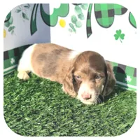 Irex ... AKC, a male Dachshund and Miniature Dachshund for sale in Smithville, TN – Photo 4 of 10