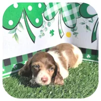 Irex ... AKC, a male Dachshund and Miniature Dachshund for sale in Smithville, TN – Photo 3 of 10