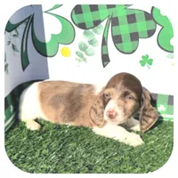 Irex ... AKC, a male Dachshund and Miniature Dachshund for sale in Smithville, TN – Photo 5 of 10