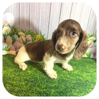 Irex ... AKC, a male Miniature Dachshund for sale in Smithville, TN – Photo 4 of 8