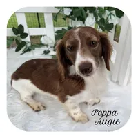 Irex ... AKC, a male Miniature Dachshund for sale in Smithville, TN – Photo 10 of 10