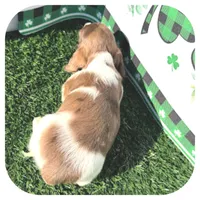 Irex ... AKC, a male Dachshund and Miniature Dachshund for sale in Smithville, TN – Photo 7 of 10