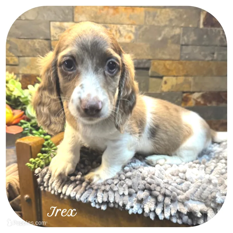 Irex ... AKC – Miniature Dachshund puppy for sale in Smithville, TN