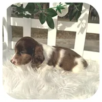 Irex ... AKC, a male Miniature Dachshund for sale in Smithville, TN – Photo 4 of 10