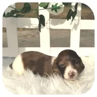 Irex ... AKC, a male Miniature Dachshund for sale in Smithville, TN – Photo 3 of 10