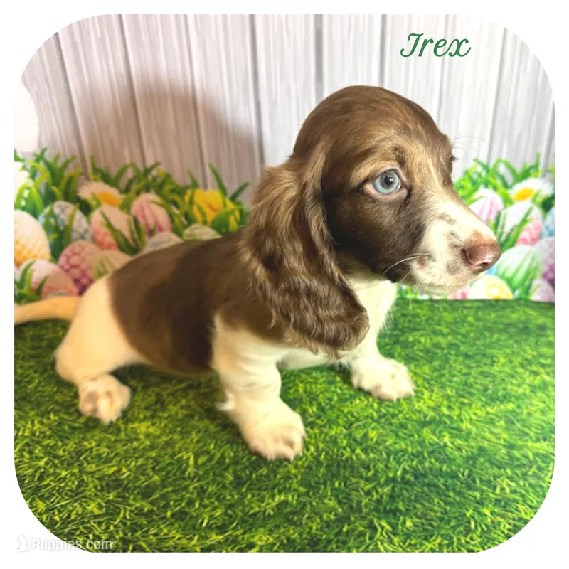 Irex ... AKC – Miniature Dachshund puppy for sale in Smithville, TN