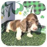 Irex ... AKC, a male Dachshund and Miniature Dachshund for sale in Smithville, TN – Photo 6 of 10