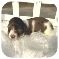 Irex ... AKC, a male Miniature Dachshund for sale in Smithville, TN – Photo 2 of 10