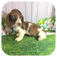 Irex ... AKC, a male Miniature Dachshund for sale in Smithville, TN – Photo 2 of 8