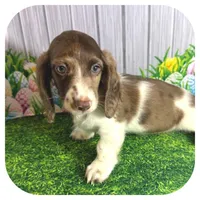 Irex ... AKC, a male Miniature Dachshund for sale in Smithville, TN – Photo 5 of 8