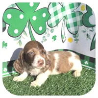 Irex ... AKC, a male Dachshund and Miniature Dachshund for sale in Smithville, TN – Photo 2 of 10