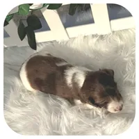 Irex ... AKC, a male Miniature Dachshund for sale in Smithville, TN – Photo 7 of 10