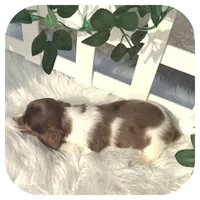 Irex ... AKC, a male Miniature Dachshund for sale in Smithville, TN – Photo 6 of 10