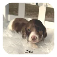 Irex ... AKC, a male Miniature Dachshund for sale in Smithville, TN – Photo 1 of 10