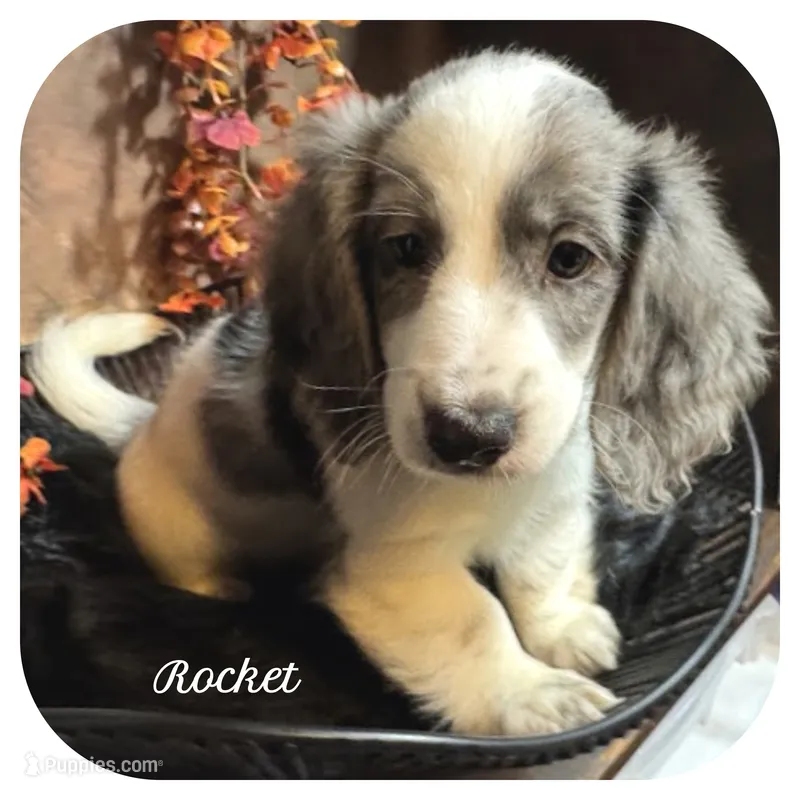 Rocket ... AKC – Miniature Dachshund puppy for sale in Smithville, TN