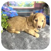 Kazoo ... AKC, a male Miniature Dachshund for sale in Smithville, TN – 7 of 10