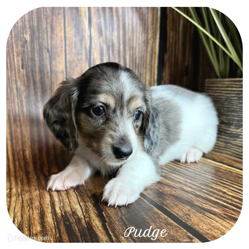 Pudge ... AKC – Miniature Dachshund puppy for sale in Smithville, TN
