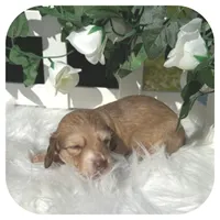 Olla ... AKC, a female Miniature Dachshund for sale in Smithville, TN – 2 of 6