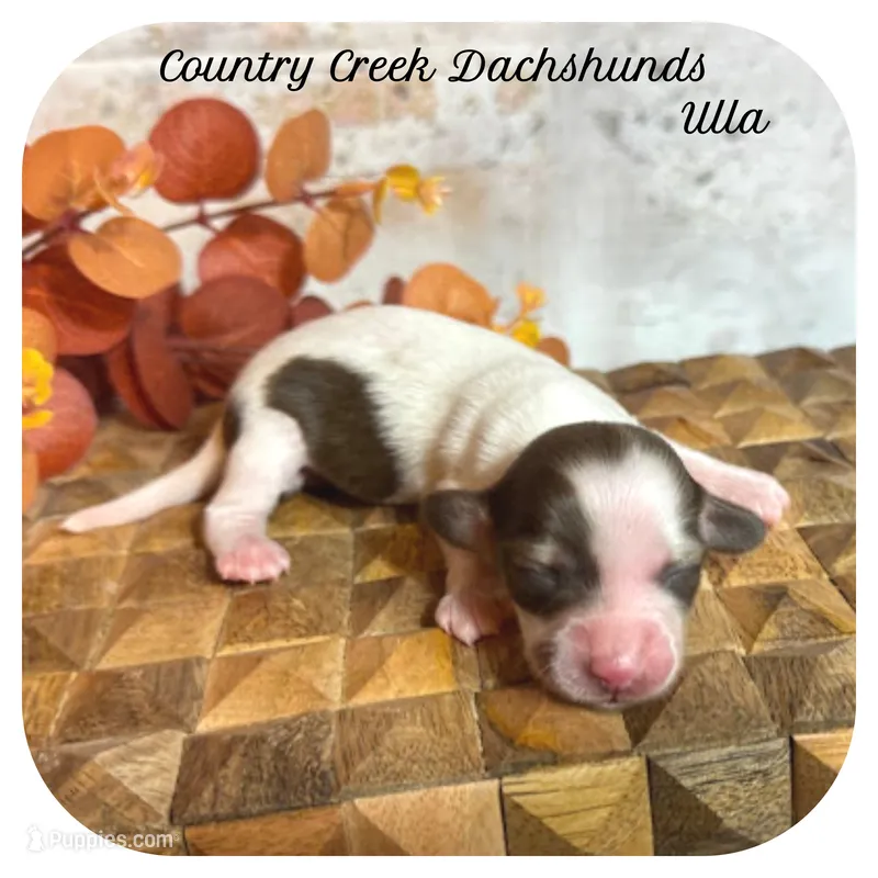 Ulla ... AKC – Miniature Dachshund puppy for sale in Smithville, TN