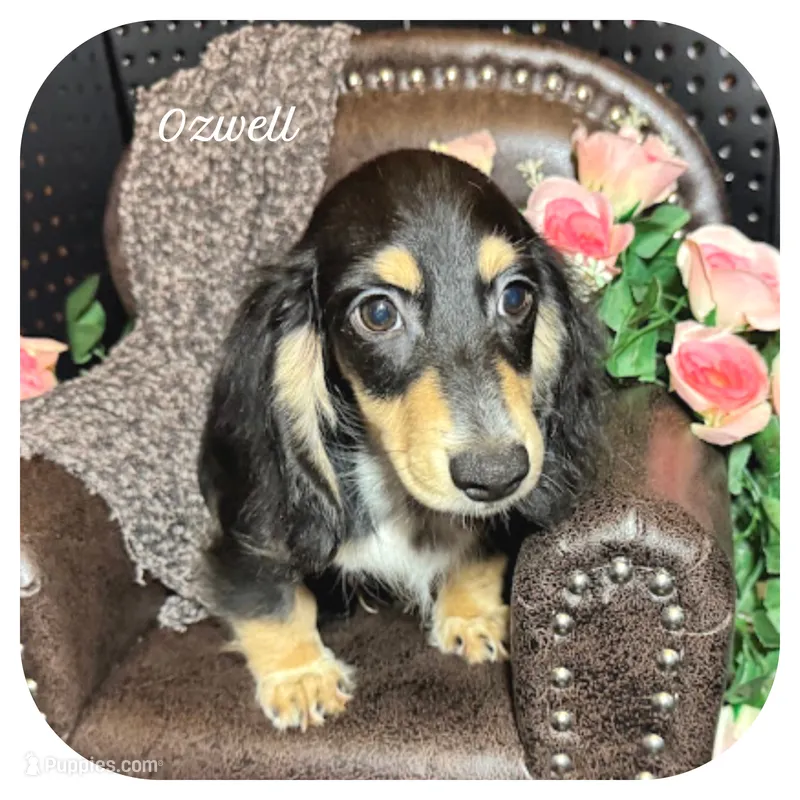 Ozwell ... AKC – Miniature Dachshund puppy for sale in Smithville, TN