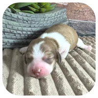 Odessa ... AKC, a female Miniature Dachshund for sale in Smithville, TN – 4 of 8