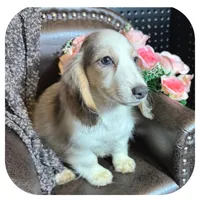 Rooster ... AKC, a male Miniature Dachshund for sale in Smithville, TN – 2 of 10