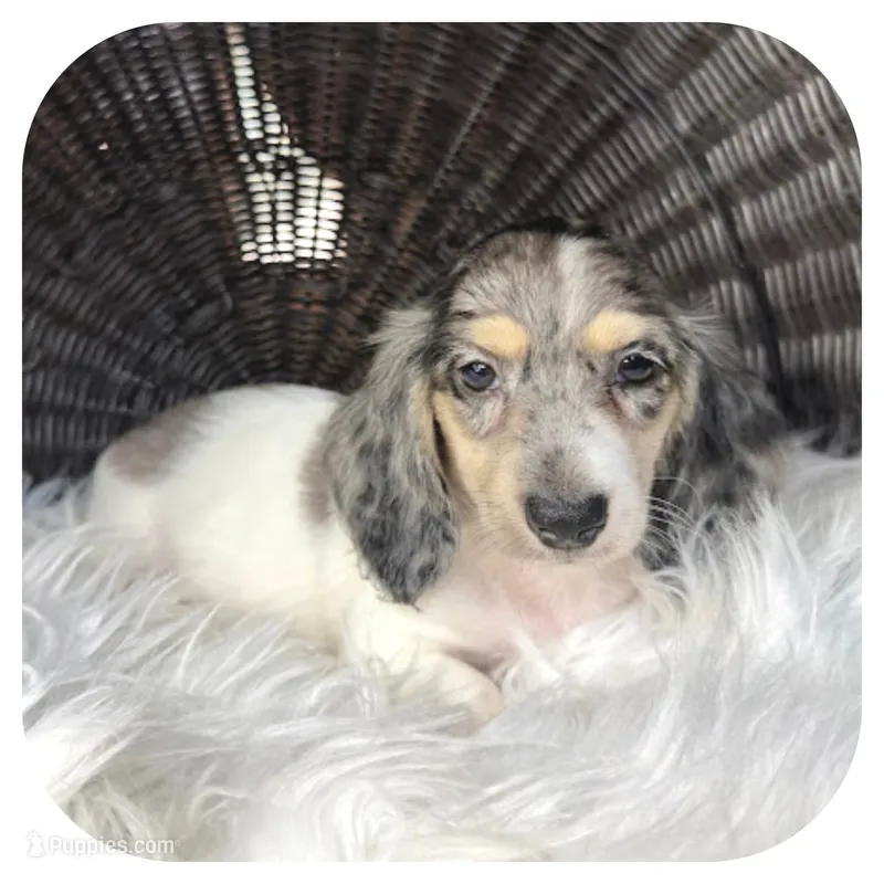 Pudge ... AKC – Miniature Dachshund puppy for sale in Smithville, TN