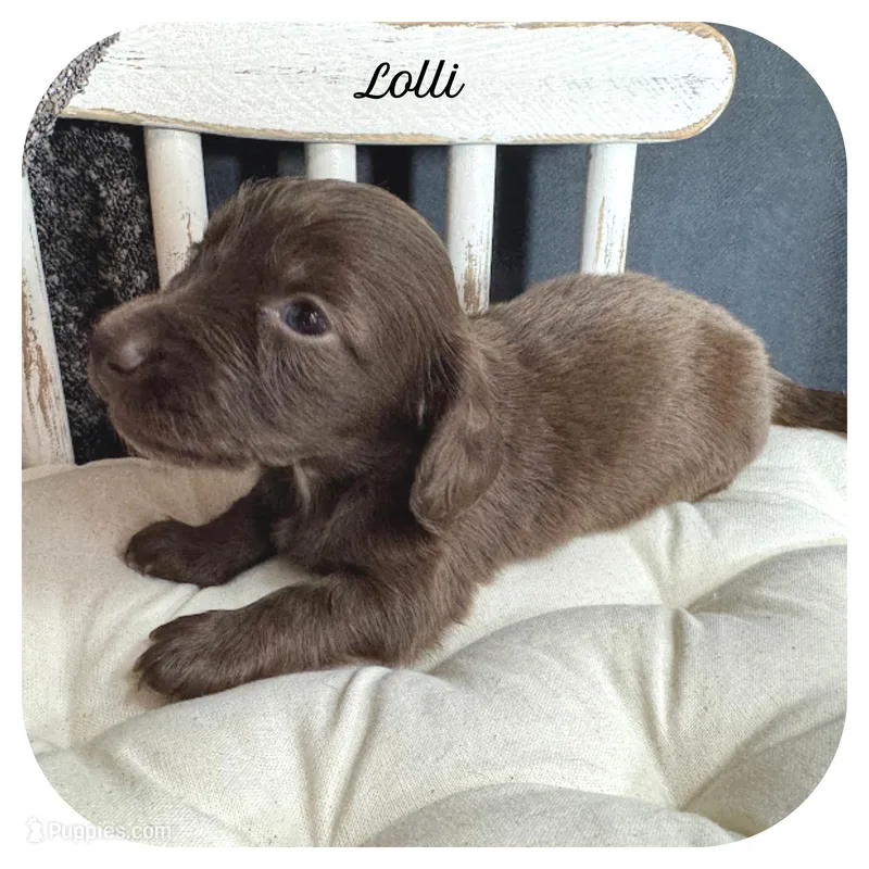 Lolli ... AKC – Miniature Dachshund puppy for sale in Smithville, TN