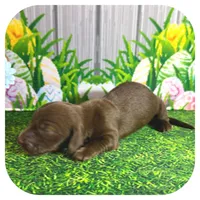 Lolli ... AKC, a female Miniature Dachshund for sale in Smithville, TN – Photo 5 of 9