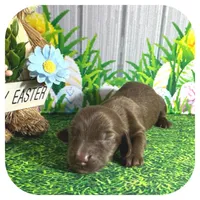 Lolli ... AKC, a female Miniature Dachshund for sale in Smithville, TN – Photo 2 of 9