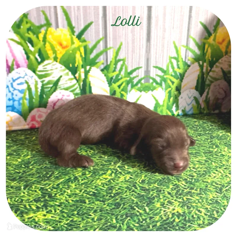 Lolli ... AKC – Miniature Dachshund puppy for sale in Smithville, TN