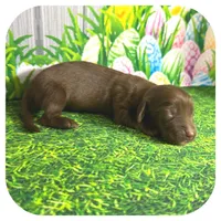 Lolli ... AKC, a female Miniature Dachshund for sale in Smithville, TN – Photo 3 of 9