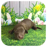 Lolli ... AKC, a female Miniature Dachshund for sale in Smithville, TN – Photo 6 of 9