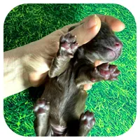 Lolli ... AKC, a female Miniature Dachshund for sale in Smithville, TN – Photo 7 of 9