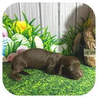 Lolli ... AKC, a female Miniature Dachshund for sale in Smithville, TN – Photo 4 of 9