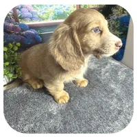 Jabber ... AKC, a male Miniature Dachshund for sale in Smithville, TN – 6 of 10