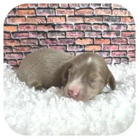 Jabber ... AKC, a male Miniature Dachshund for sale in Smithville, TN – Photo 5 of 9