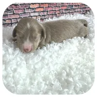 Jabber ... AKC, a male Miniature Dachshund for sale in Smithville, TN – Photo 6 of 9