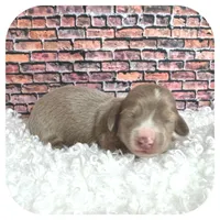 Jabber ... AKC, a male Miniature Dachshund for sale in Smithville, TN – Photo 2 of 9