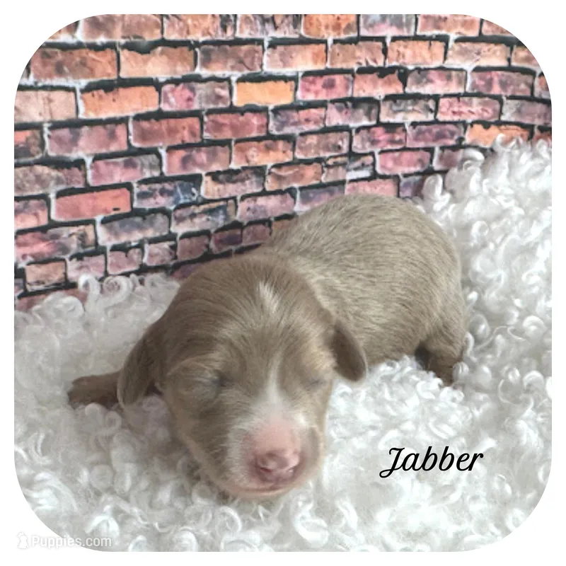 Jabber ... AKC – Miniature Dachshund puppy for sale in Smithville, TN