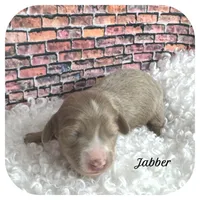 Jabber ... AKC, a male Miniature Dachshund for sale in Smithville, TN – Photo 1 of 9