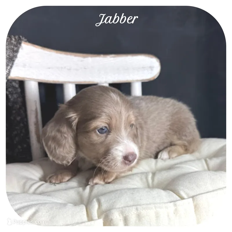 Jabber ... AKC – Miniature Dachshund puppy for sale in Smithville, TN